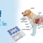 Uses of Sildenafil in Dogs